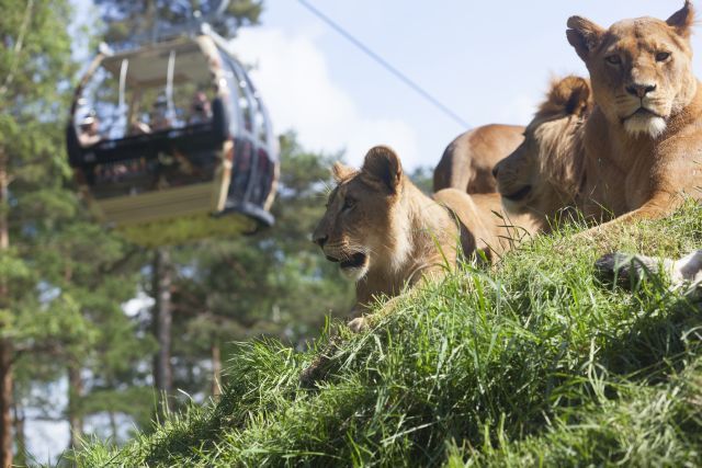 Lejon och Safaribanan på Kolmården